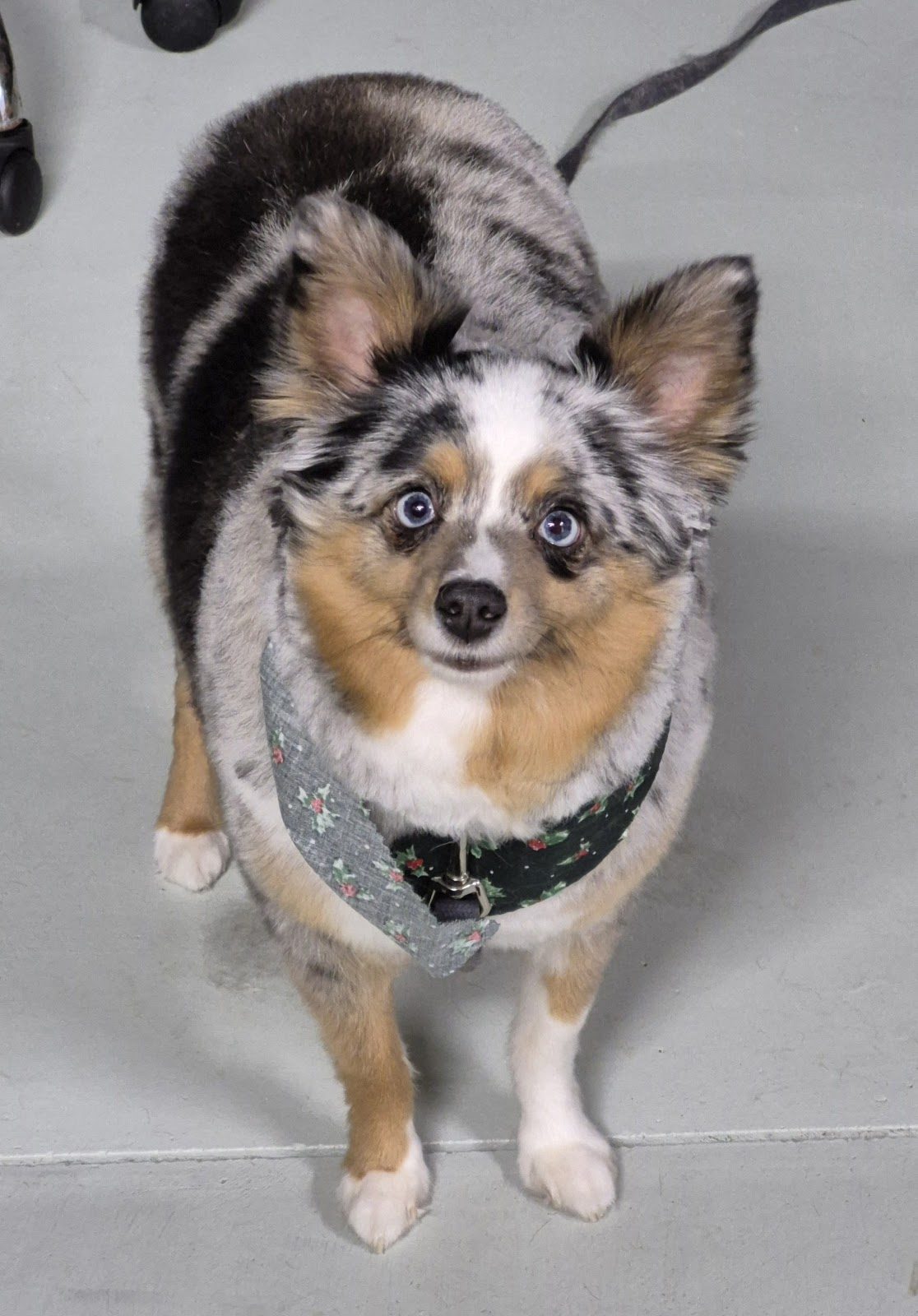 blue merle aussie floral bandana
