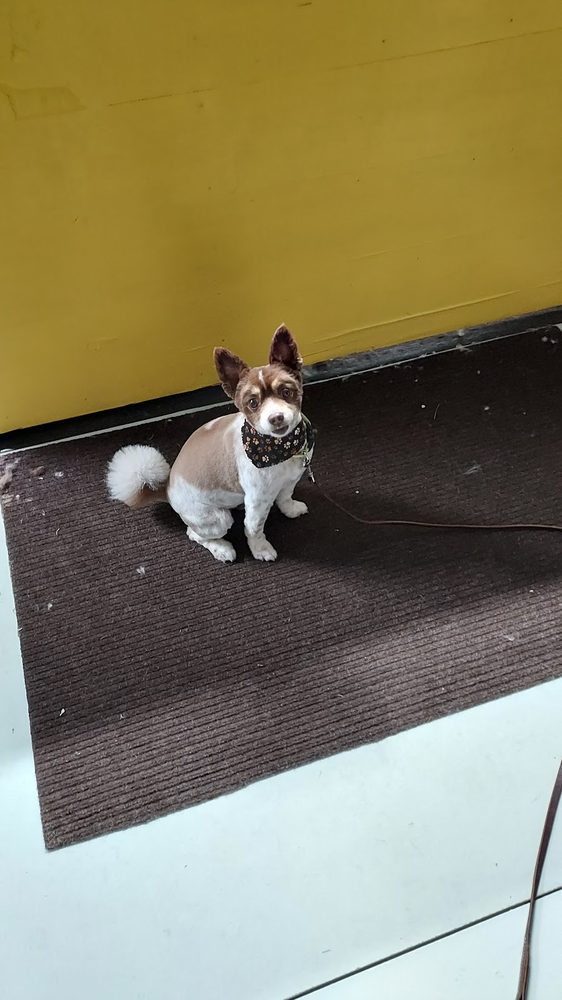 chihuahua fresh groom bandana sitting