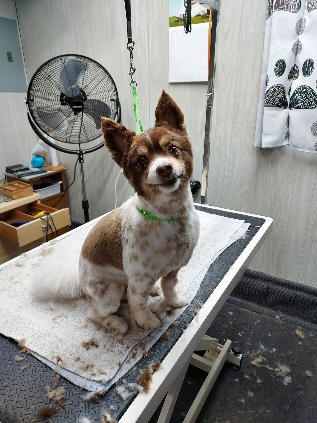 chihuahua mix smiling grooming table