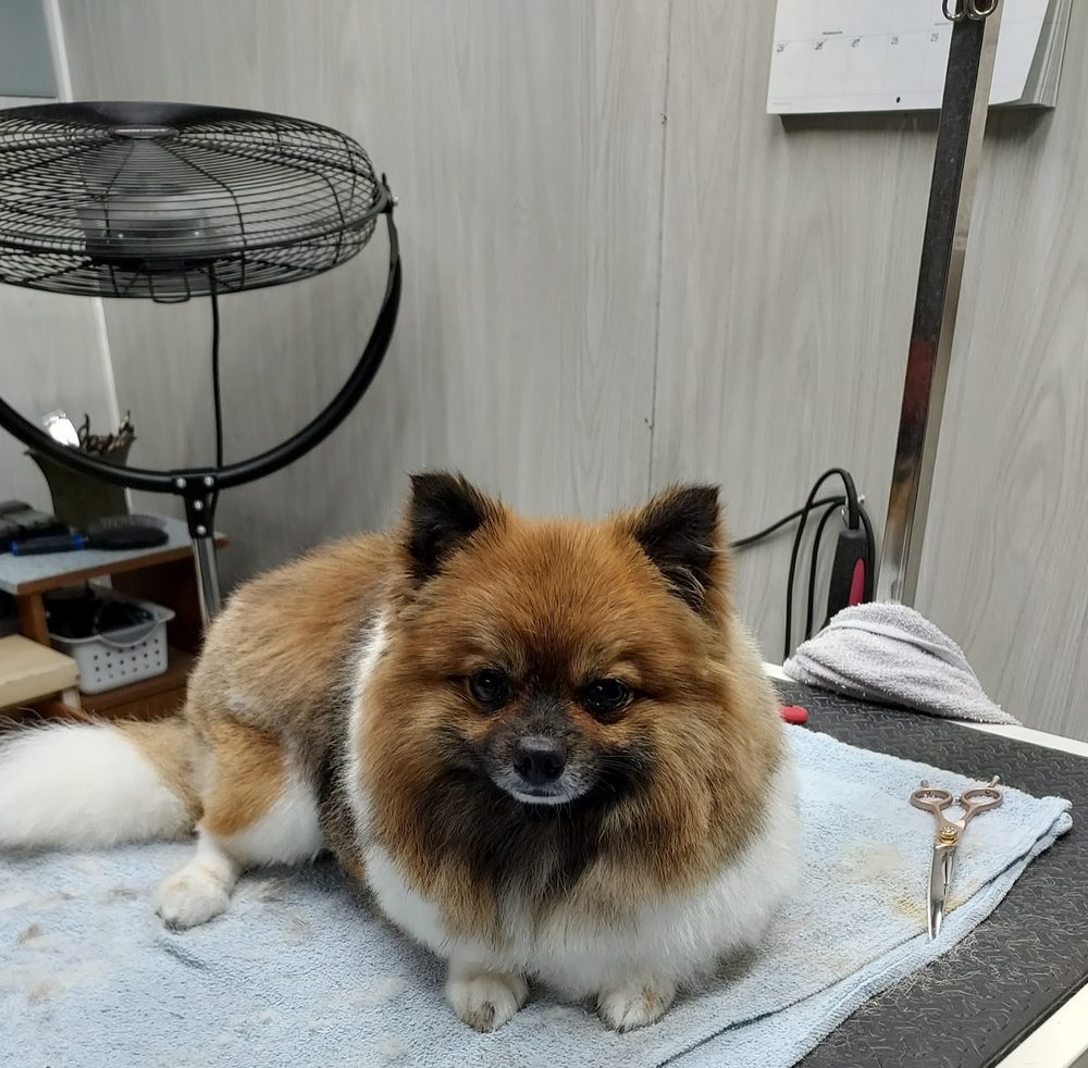 fluffy pomeranian grooming room