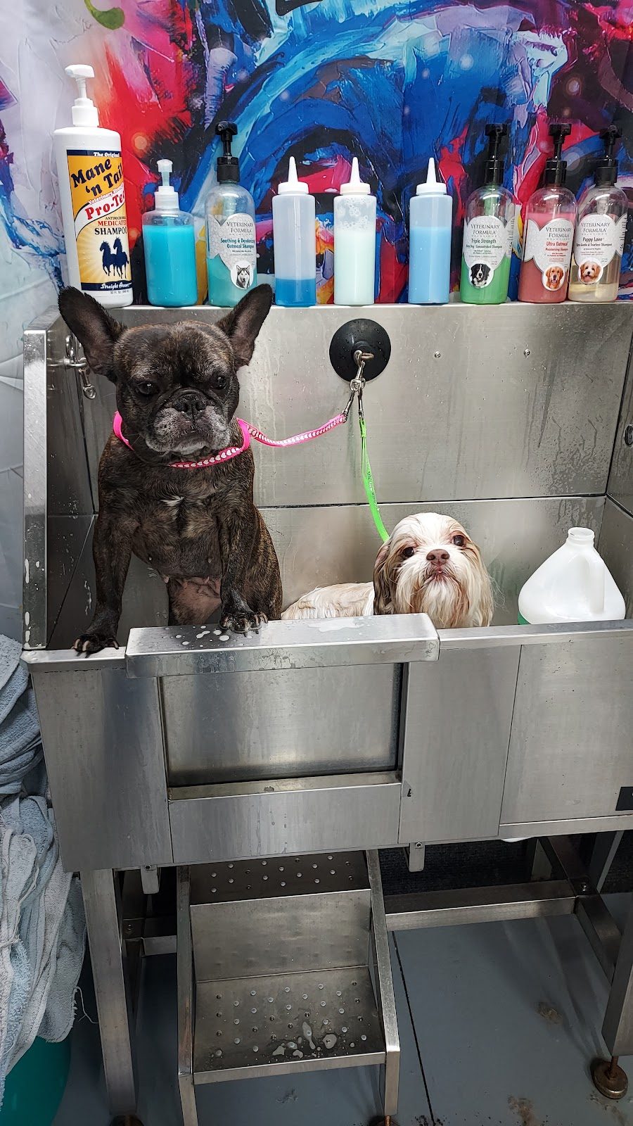 Dog Bath & Clean Up Service in Lizton, IN