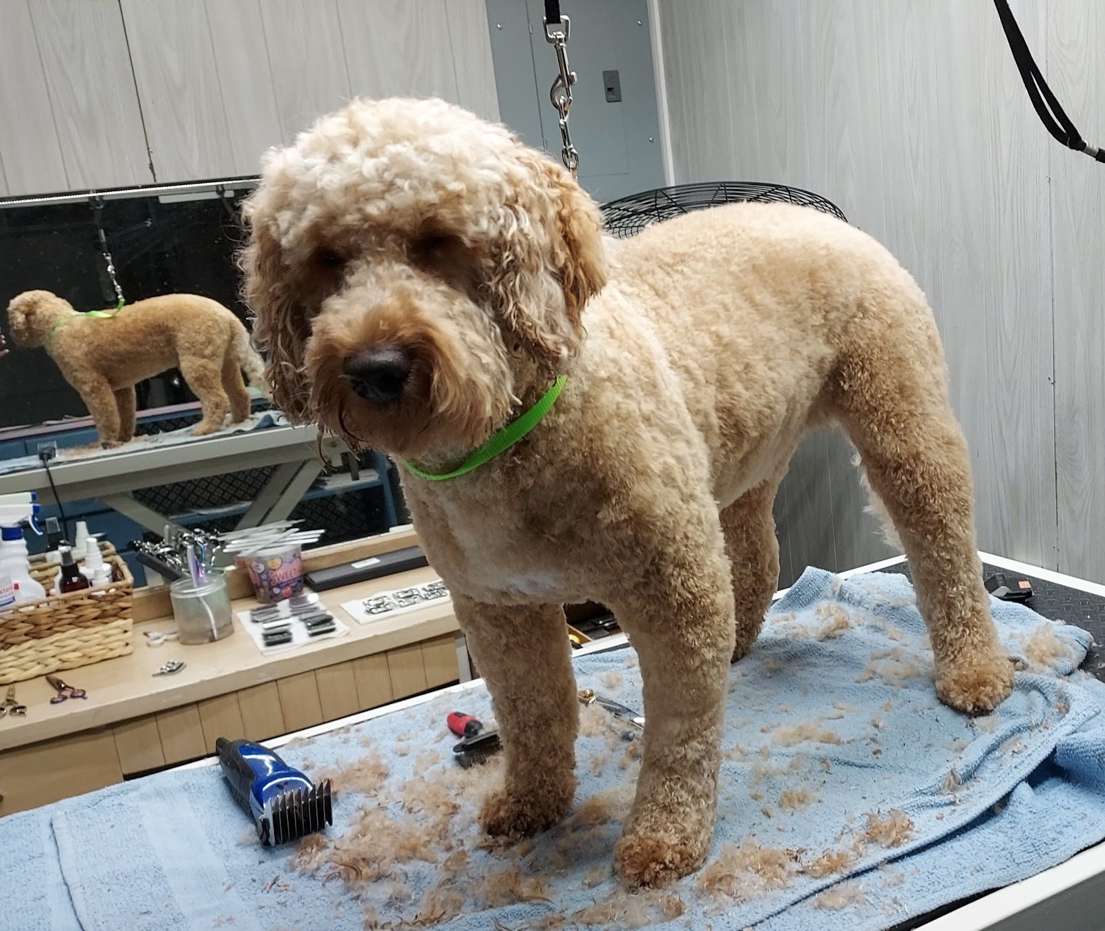 Full Grooms at One-on-One Dog Grooming