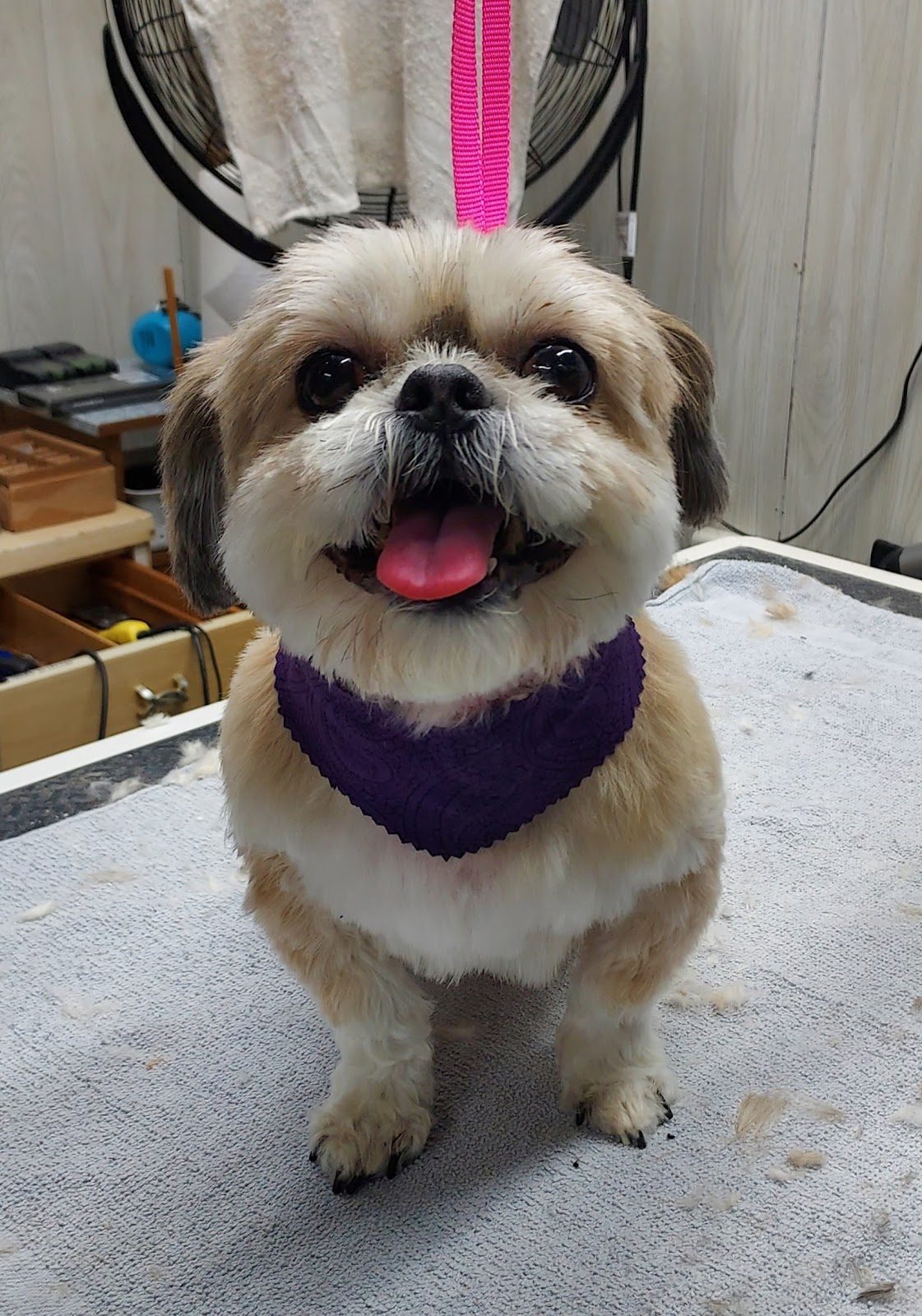 Feet, Face & Fanny Trims at One-on-One Dog Grooming