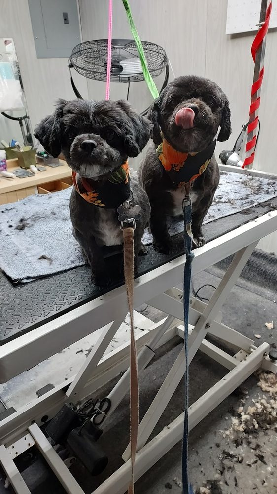 two black dogs fall bandanas table