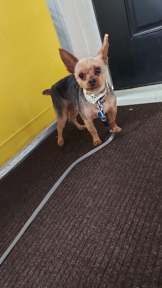 yorkie summer cut bandana entryway